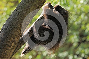 North american porcupine photo