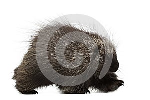 North American Porcupine walking photo