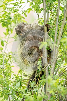 North American Porcupine in the Willows