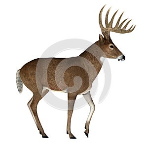 North American Prime Whitetail Buck on White Background