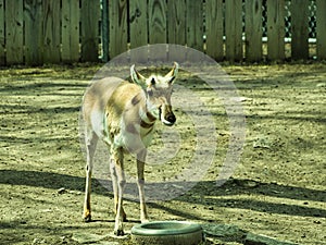 North American Pronghorn at Topeka Zoo