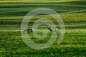 North American Pronghorns in the grass field