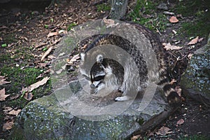 North American Raccoon or California Racoon standing on a rock