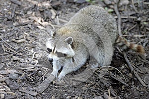 North American Raccoon