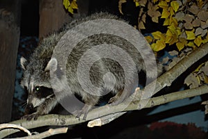 North American Raccoon Standing Upon Branch