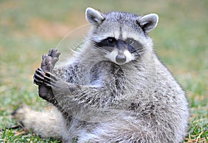 North american raccoon,yellowstone nat park