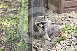 North American Racoon