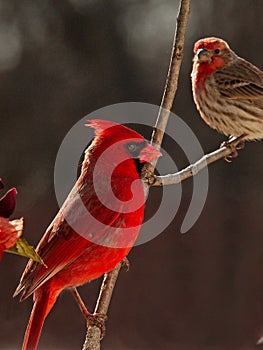 North American Red male Cardinal