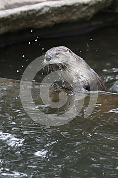 North american river otter