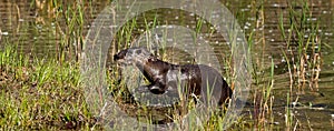 North American River Otter