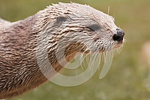 North American River Otter