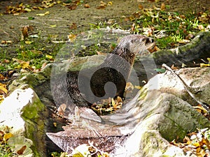 The North American river otter