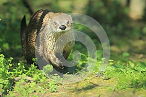 North american river otter