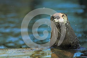 North american river otter