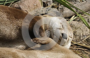 North American River Otter