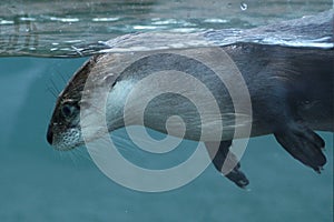 North American river otter