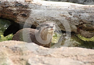 North American river otter