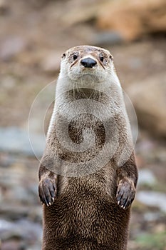 North American River Otter, adorable, lovable, friendly and clever