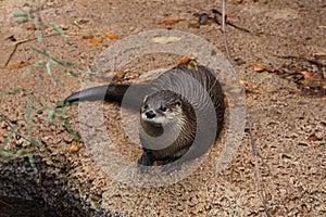 North American river otter Lontra canadensis 3