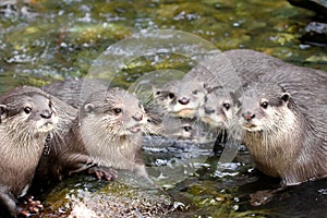 North American RIVER OTTER Lontra canadensis