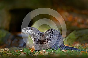 North American river otter, Lontra canadensis, detail portrait water animal in the nature habitat, Germany. Detail portrait of wat