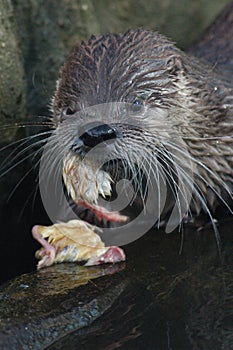 North American river otter