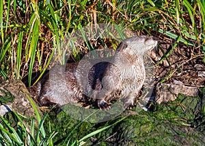 North American River Otter - Lontra canadensis enjoying the sun.