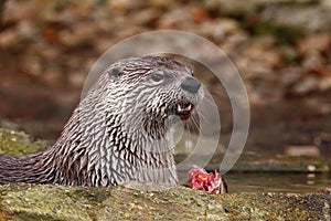 North American river otter, Lontra canadensis, laying in water and eating caught fish. Fish predator also known as common otter.