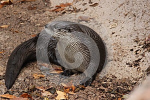 North American river otter Lontra canadensis 1 photo