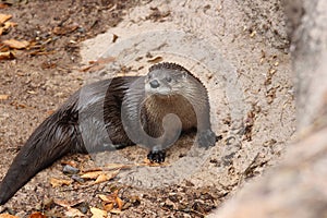 North American river otter Lontra canadensis 2 photo