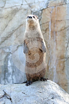 North American River Otter (Lontra canadensis pacifica) photo