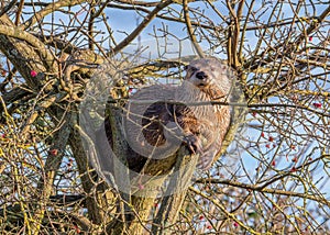North American River Otter - Lontra canadensis in a tree.