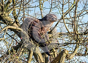 North American River Otter - Lontra canadensis in a tree. photo