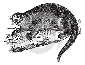 North American river otter or Lontra canadensis vintage engraving