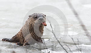 North American river otter (Lontra canadensis) in the wild, pokes up from ice of Ontario lake. Eating fish.