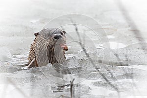 North American river otter (Lontra canadensis) in the wild, pokes up from ice of Ontario lake. Eating fish.