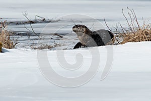 North American River Otter - Lontra canadensis