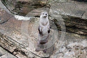 North American river otter