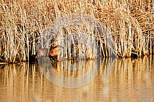 North American River Otter