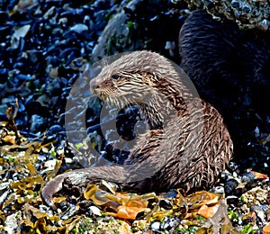 North American River Otter