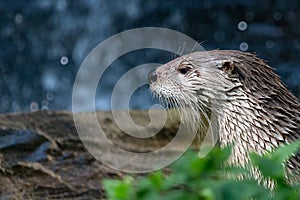 North American river otter profile portrait