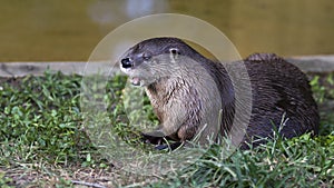North American river otter resting in the grass next to a stream