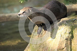 North american river otter