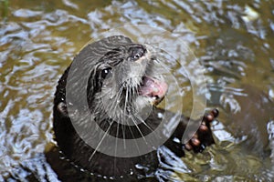 North American River Otter Showing Off His Teeth