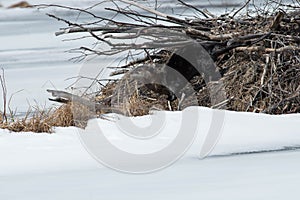 North American River Otter - Lontra canadensis