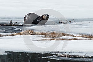 North American River Otter - Lontra canadensis