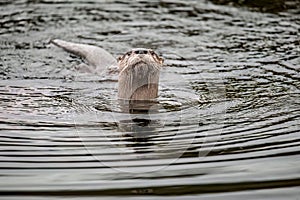 North American river otter swimming in the deep water