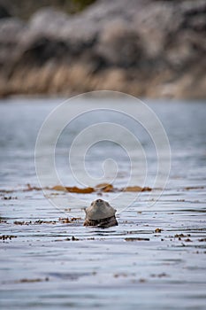 A North American river otter swimming in the ocean among sea weeds and checking out it's surroundings