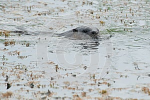 North American River Otter - Lontra canadensis