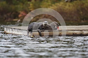 North American River Otters on a Dock